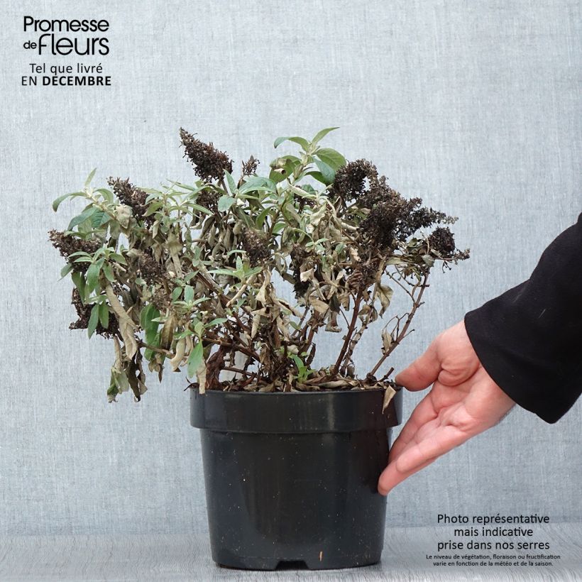 Exemplaar van Vlinderstruik Butterfly Candy Lila Sweetheart - Buddleja davidii Pot van 3 l/4 l zoals geleverd in de herfst