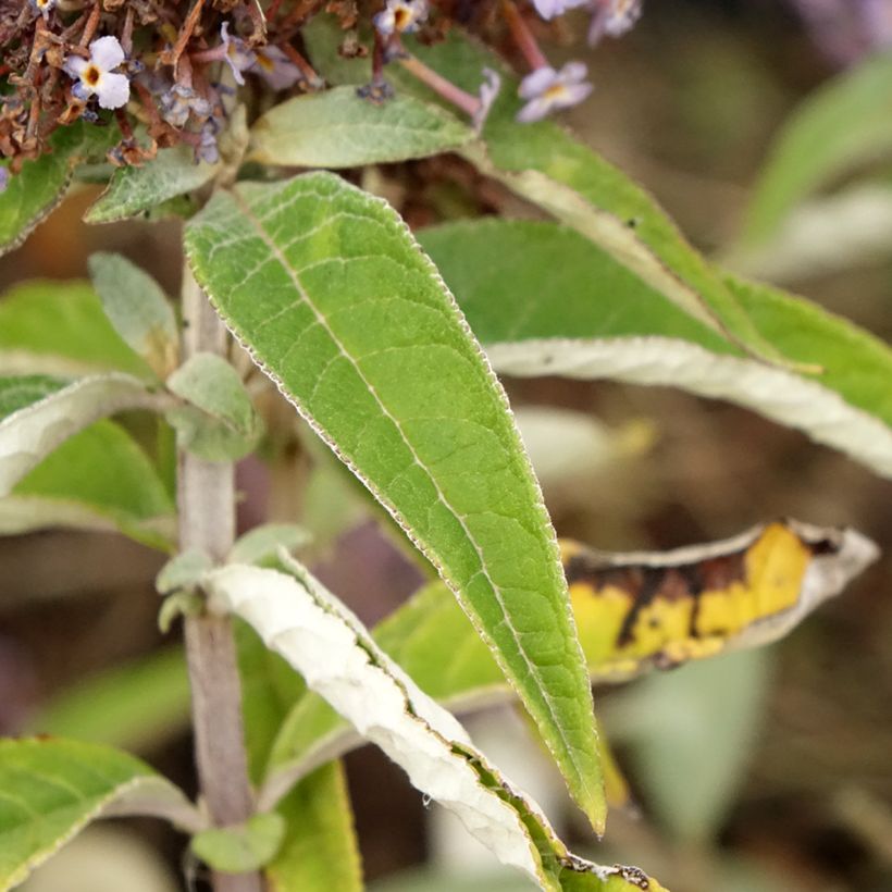 Vlinderstruik Butterfly Candy Lila Sweetheart - Buddleja davidii (Blad)