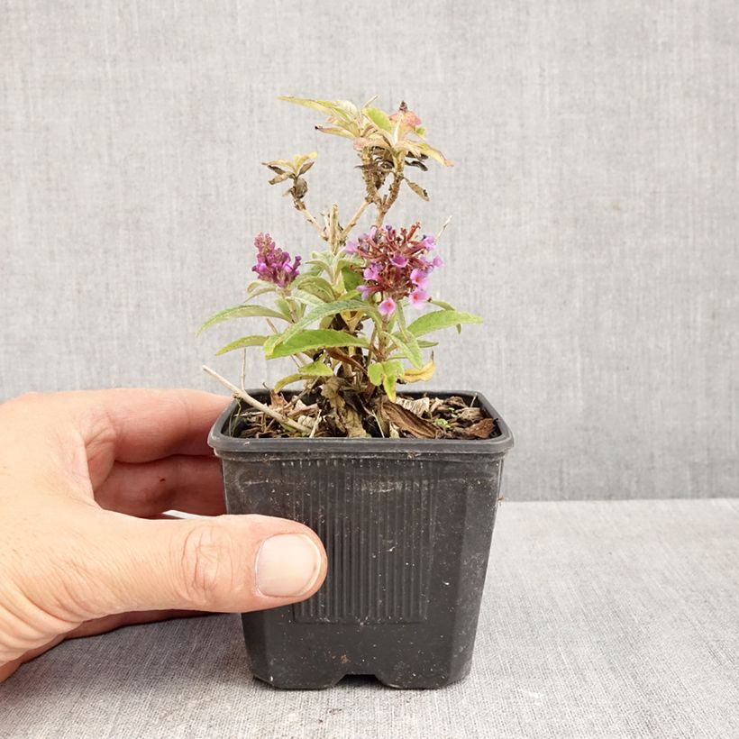 Exemplaar van Vlinderstruik Butterfly Candy Little Lila - Buddleja davidii Kweekpotje van 8/9 cm zoals geleverd in de herfst