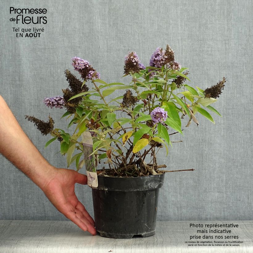 Exemplaar van Vlinderstruik Butterfly Candy Little Lila - Buddleja davidii Pot van 3 l/4 l zoals geleverd in de zomer