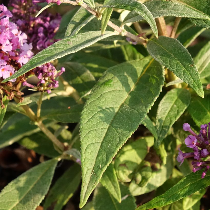 Vlinderstruik Butterfly Candy Little Lila - Buddleja davidii (Blad)