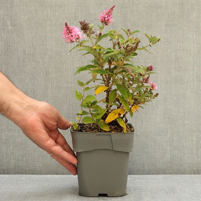 Exemplaar van Vlinderstruik Butterfly Candy Little Roze - Buddleja davidii Pot van 2 l/3 l zoals geleverd in de zomer