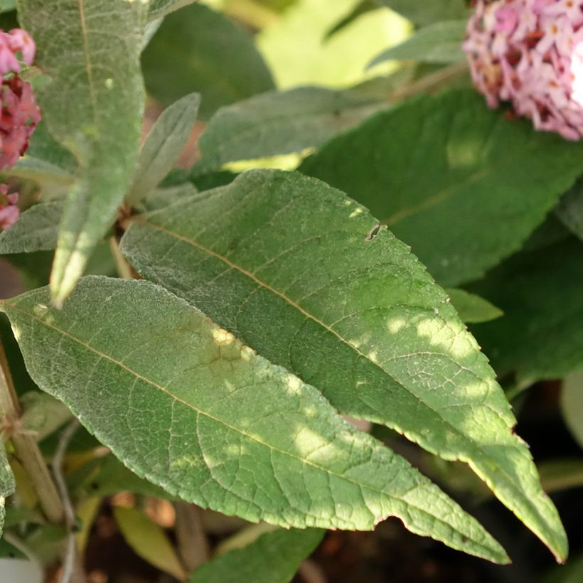 Vlinderstruik Butterfly Candy Little Roze - Buddleja davidii (Blad)