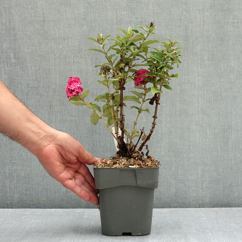 Exemplaar van Vlinderstruik Butterfly Candy Little Ruby - Buddleja davidii Pot van 2 l/3 l zoals geleverd in de zomer
