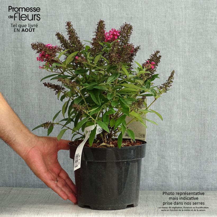 Exemplaar van Vlinderstruik Butterfly Candy Little Ruby - Buddleja davidii Pot van 3 l/4 l zoals geleverd in de zomer