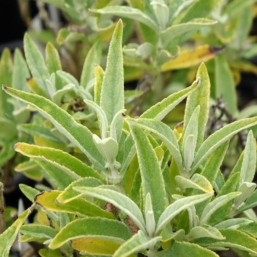 Vlinderstruik Butterfly Candy Little Wit - Buddleja davidii (Blad)