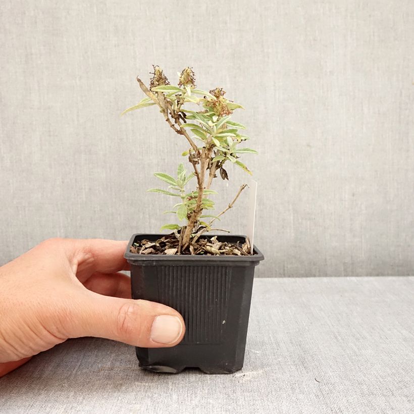 Exemplaar van Vlinderstruik Butterfly Candy Little Wit - Buddleja davidii Kweekpotje van 8/9 cm zoals geleverd in de herfst