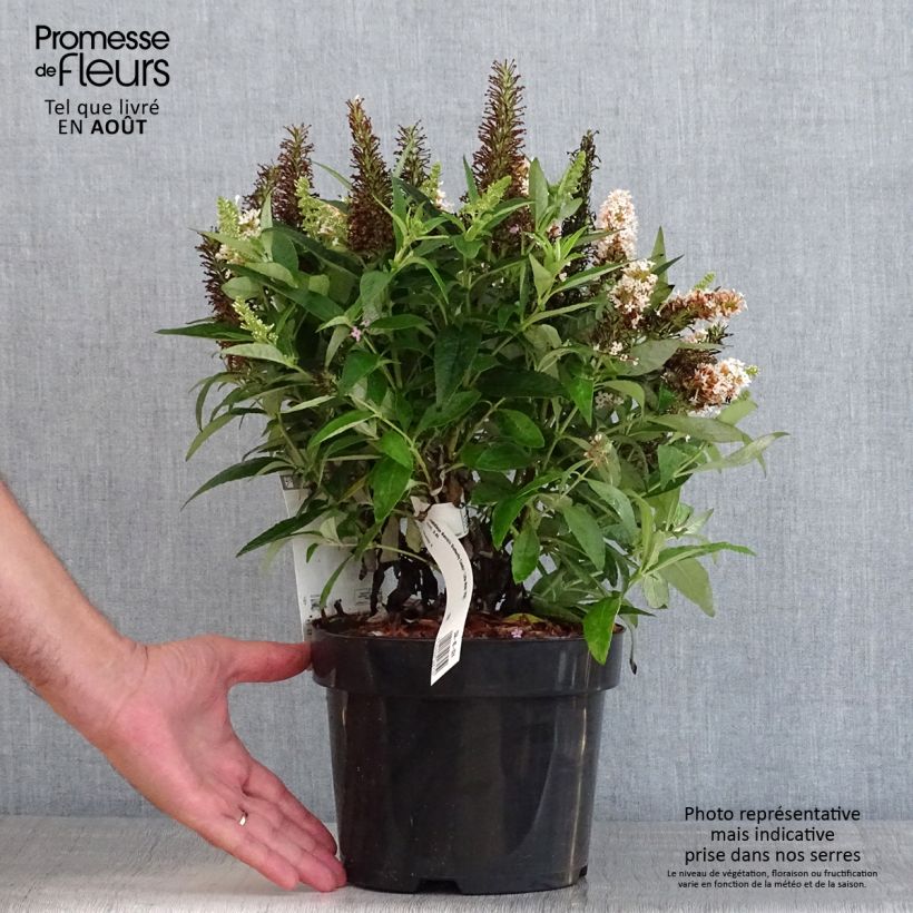 Exemplaar van Vlinderstruik Butterfly Candy Little Wit - Buddleja davidii Pot van 3 l/4 l zoals geleverd in de zomer