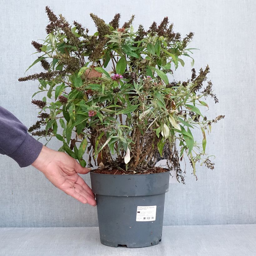 Exemplaar van Vlinderstruik Butterfly Candy Trio Little Paars Little Roze Little Lila - Buddleja davidii Pot van 4 l/5 l zoals geleverd in de herfst