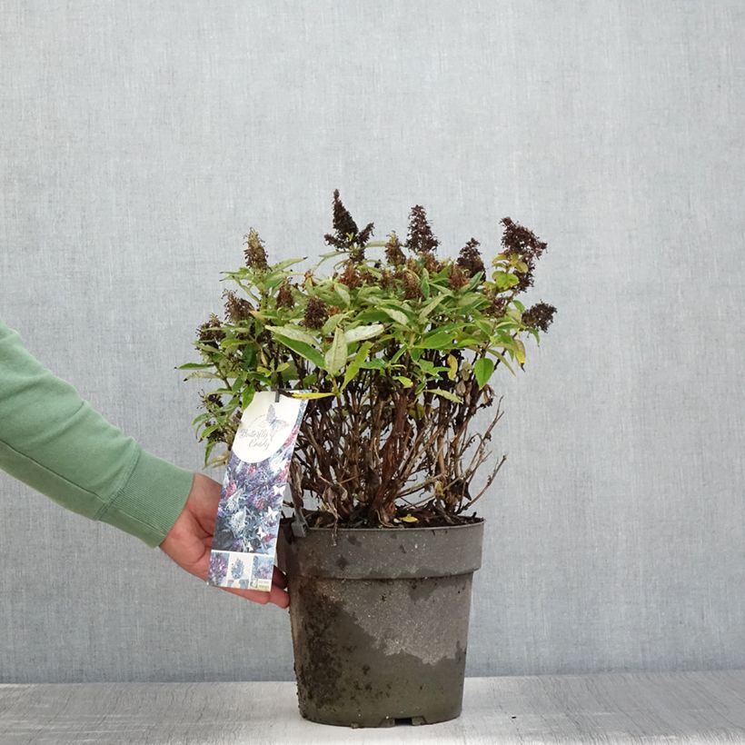 Exemplaar van Vlinderstruik Butterfly Candy Trio Little Paars Little Roze Little Lila - Buddleja davidii Pot van 4 l/5 l zoals geleverd in de zomer