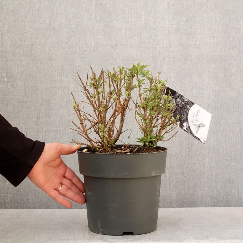 Example of Vlinderstruik Butterfly Candy Trio Little Paars Little Roze Little Lila - Buddleja davidii Pot van 4 l/5 l as you get in printemps