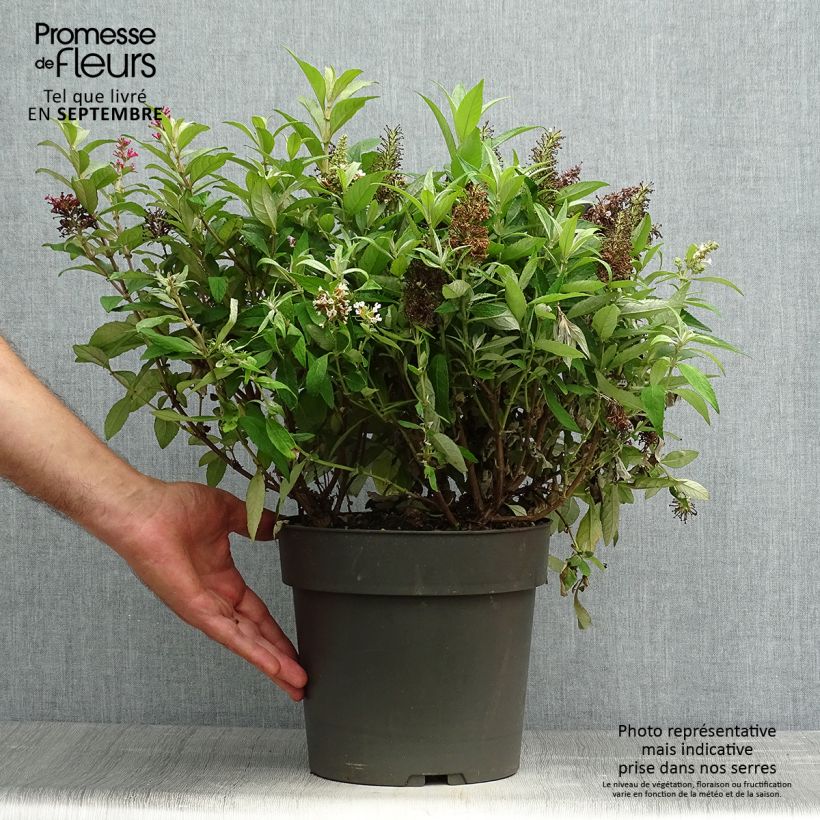 Exemplaar van Vlinderstruik Butterfly Candy Trio Little Sweetheart Wit Little Ruby - Buddleja davidii Pot van 4 l/5 l zoals geleverd in de herfst