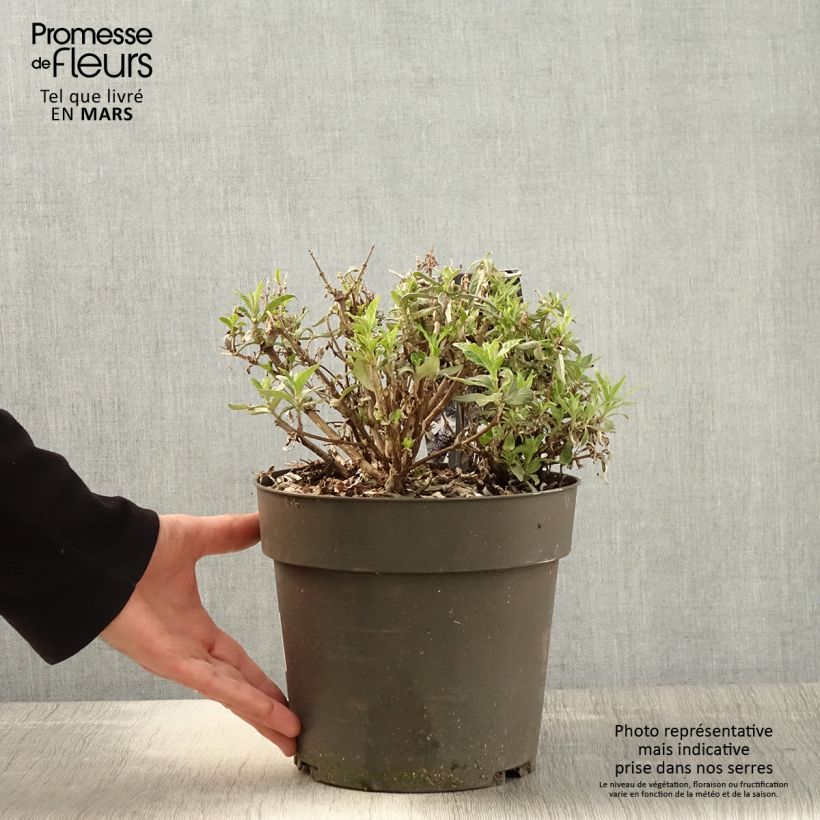 Exemplaar van Vlinderstruik Butterfly Candy Trio Little Sweetheart Wit Little Ruby - Buddleja davidii Pot van 4 l/5 l zoals geleverd in de lente