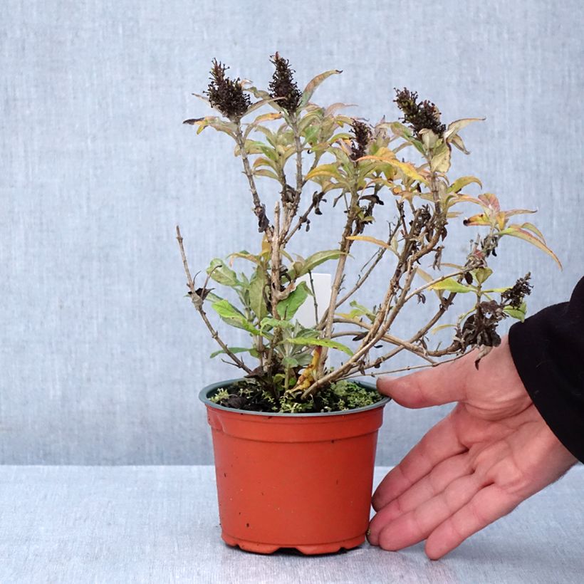 Exemplaar van Vlinderstruik Butterfly Candy Little Paars - Buddleja davidii Kweekpotje van 8/9 cm zoals geleverd in de herfst