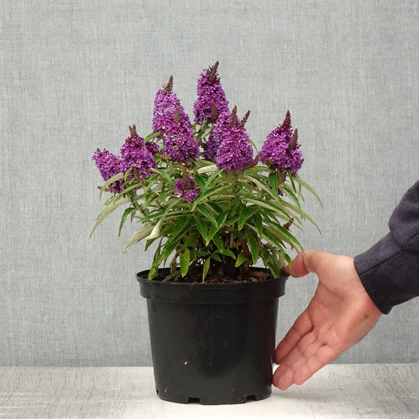 Exemplaar van Vlinderstruik Butterfly Candy Little Paars - Buddleja davidii Pot van 3 l/4 l zoals geleverd in de zomer