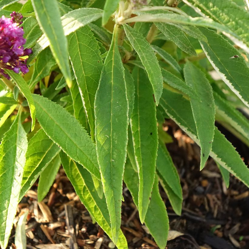 Vlinderstruik Butterfly Candy Little Paars - Buddleja davidii (Blad)