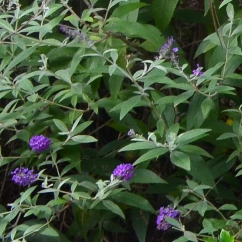 Vlinderstruik Groovy Grape - Buddleja davidii (Blad)