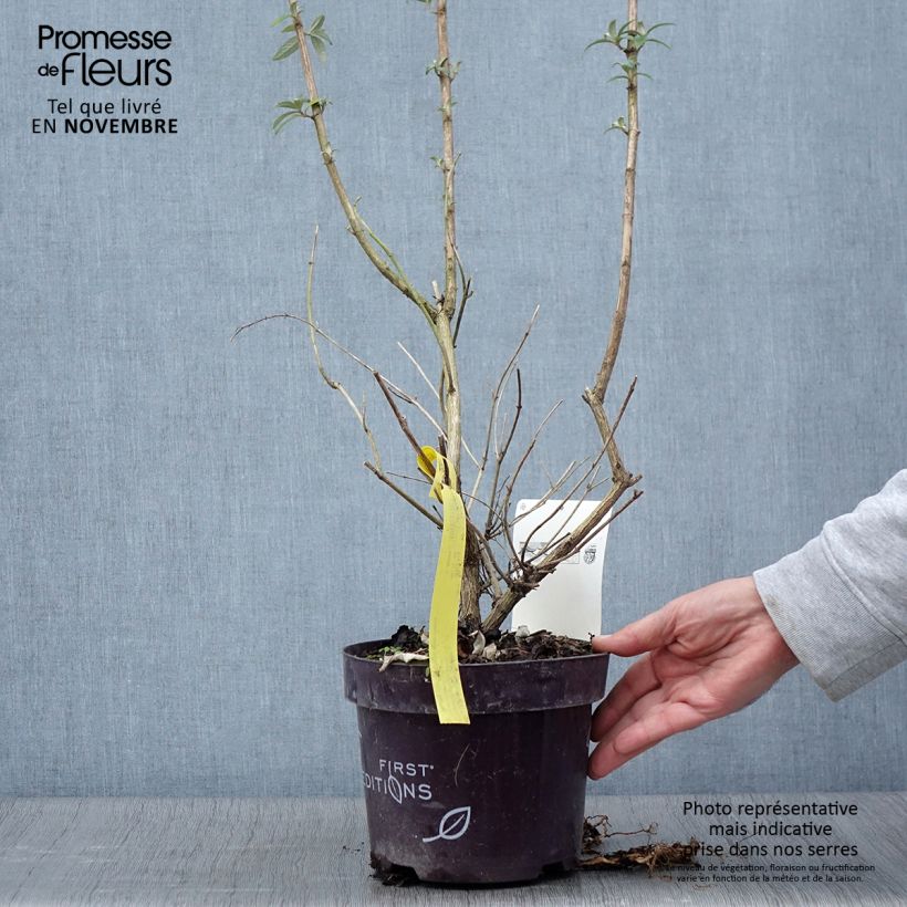 Exemplaar van Vlinderstruik Groovy Grape - Buddleja davidii Pot van 3 l/4 l zoals geleverd in de herfst