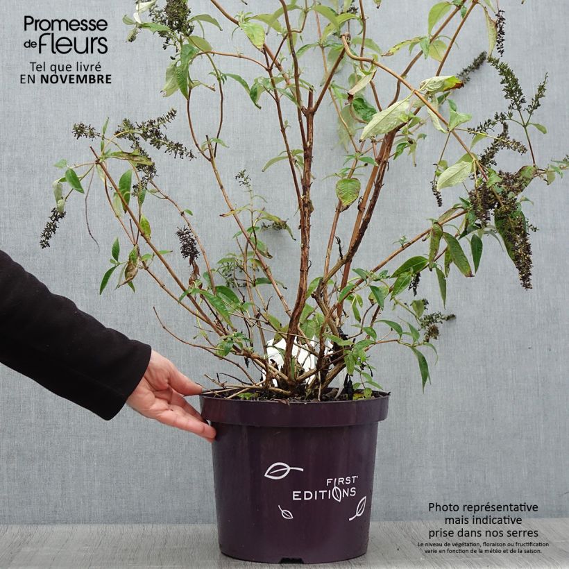Exemplaar van Vlinderstruik Groovy Grape - Buddleja davidii Pot van 7,5 l/10 l zoals geleverd in de herfst