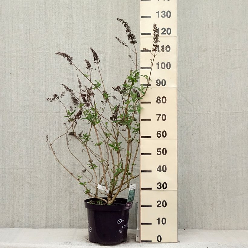 Exemplaar van Vlinderstruik Groovy Grape - Buddleja davidii Pot van 7,5 l/10 l zoals geleverd in de lente