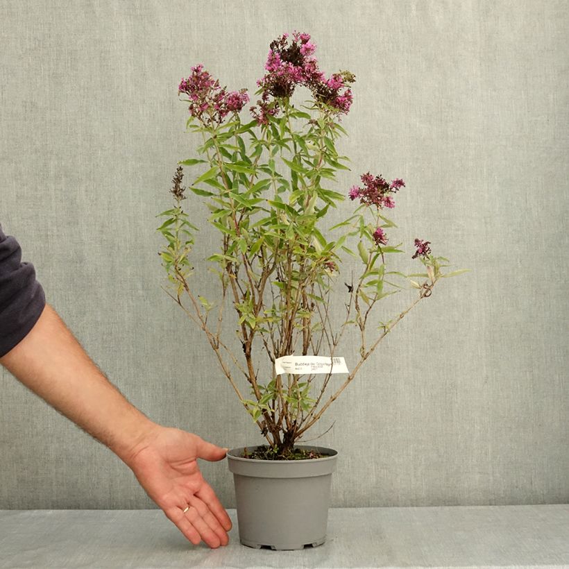 Exemplaar van Vlinderstruik Octopus Magenta - Buddleja davidii Pot van 3 l/4 l zoals geleverd in de zomer