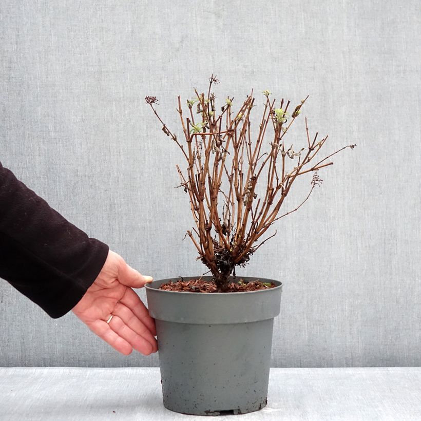 Exemplaar van Vlinderstruik Octopus Magenta - Buddleja davidii Pot van 3 l/4 l zoals geleverd in de winter
