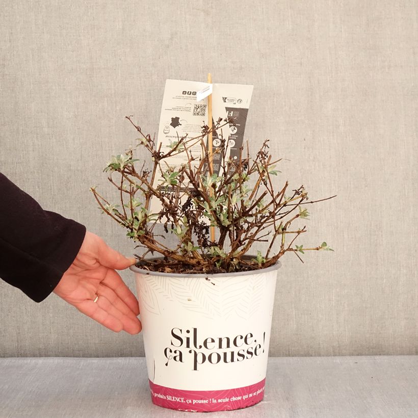 Exemplaar van Vlinderstruik Rêve de Papillon Lavender - Buddleja Pot van 4 l/5 l zoals geleverd in de winter