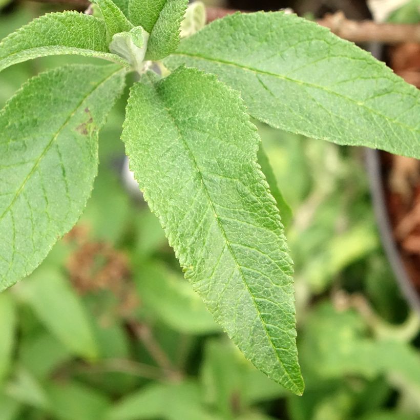 Vlinderstruik Sugar Plum - Buddleja davidii (Blad)