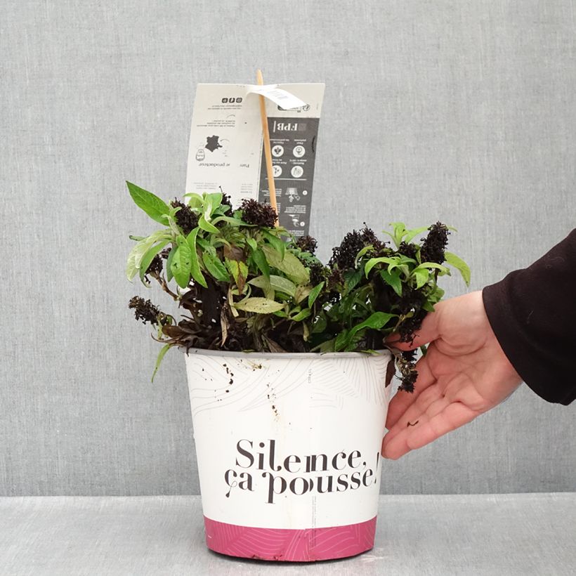 Exemplaar van Vlinderstruik Tiny Buddy Violet - Buddleja davidii Pot van 4 l/5 l zoals geleverd in de herfst