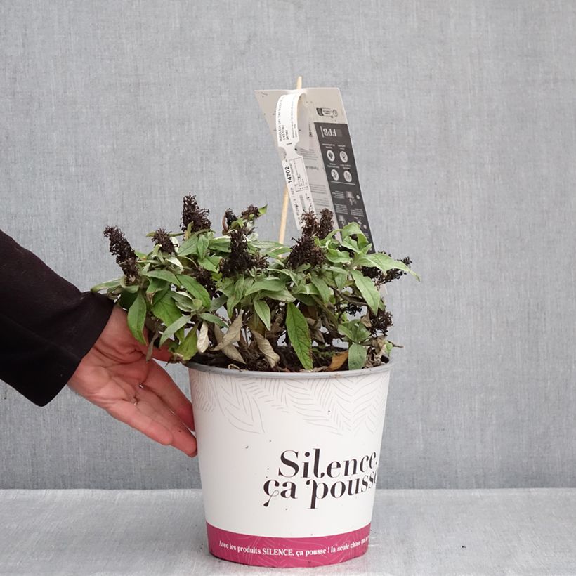 Exemplaar van Vlinderstruik Tiny Buddy Violet - Buddleja davidii Pot van 4 l/5 l zoals geleverd in de winter