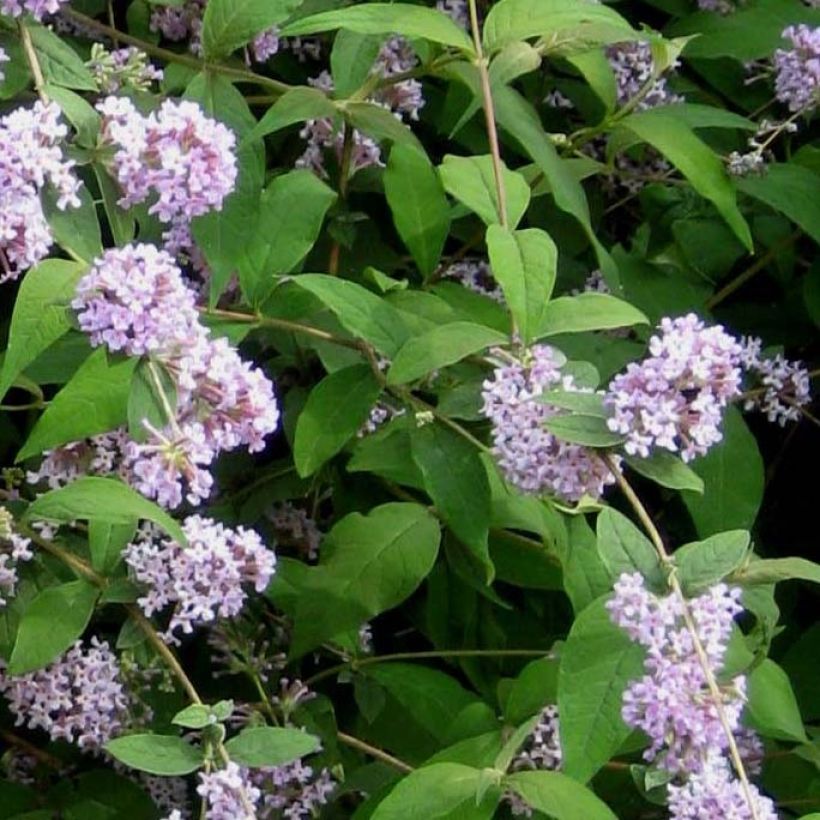Buddleja delavayi - Vlinderstruik (Blad)