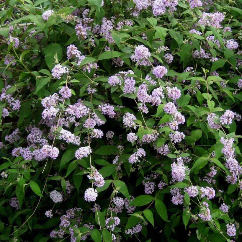 Buddleja delavayi - Vlinderstruik (Bloei)