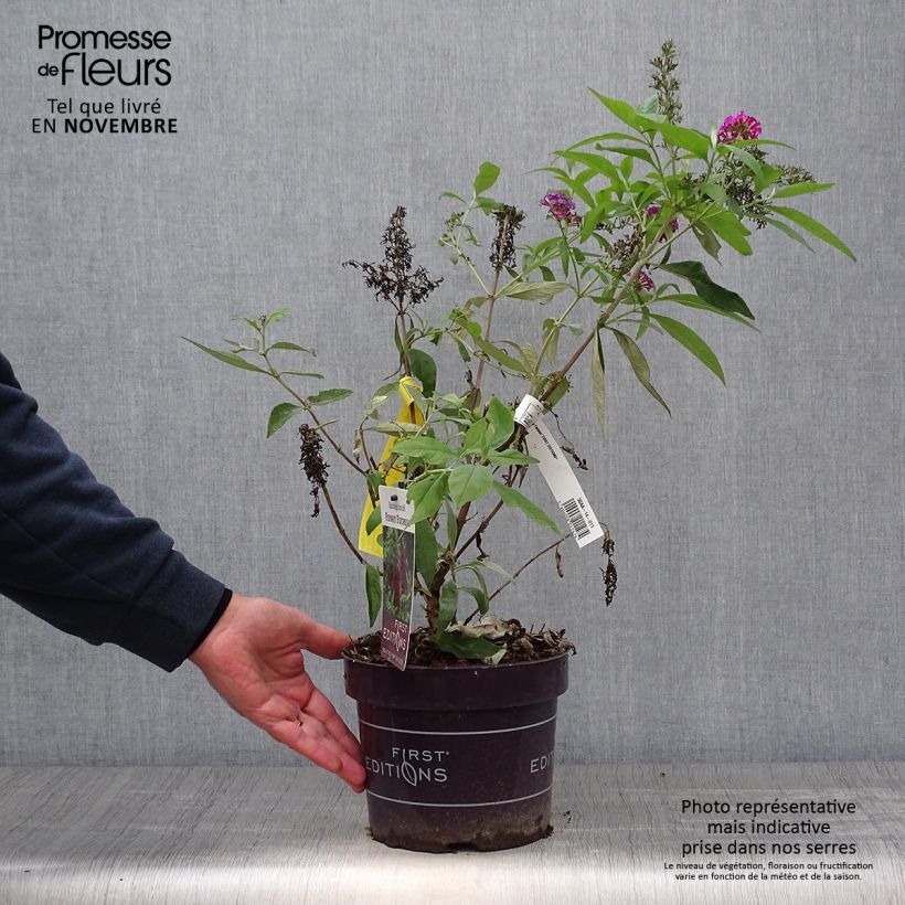 Exemplaar van Vlinderstruik Funky Fuchsia - Buddleja davidii Pot van 2 l/3 l zoals geleverd in de herfst