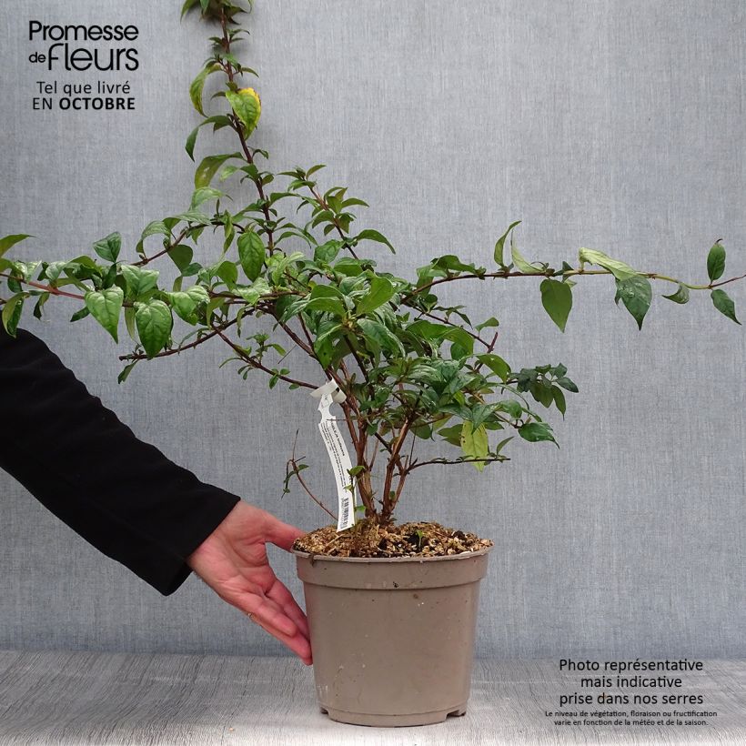 Exemplaar van Buddleja lindleyana - Lindley-vlinderstruik Pot van 4 l/5 l zoals geleverd in de herfst
