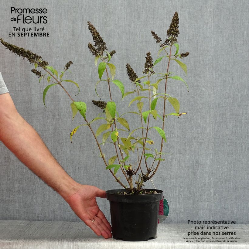 Exemplaar van Vlinderstruik Peacock - Buddleja davidii Pot van 3 l/4 l zoals geleverd in de zomer