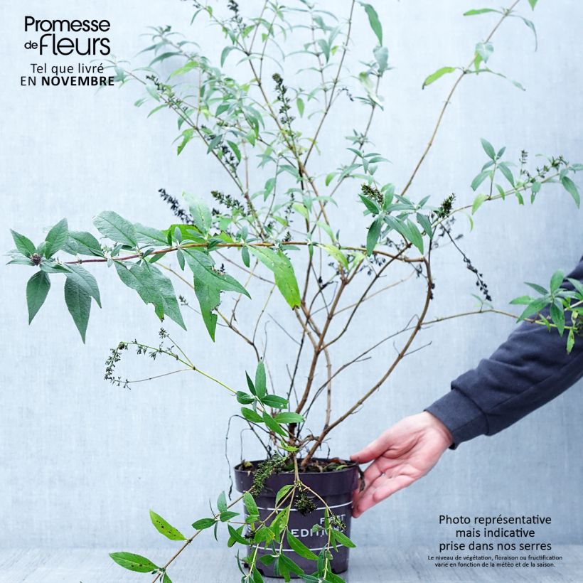 Exemplaar van Vlinderstruik Psychedelic Sky - Buddleja davidii Pot van 2 l/3 l zoals geleverd in de herfst