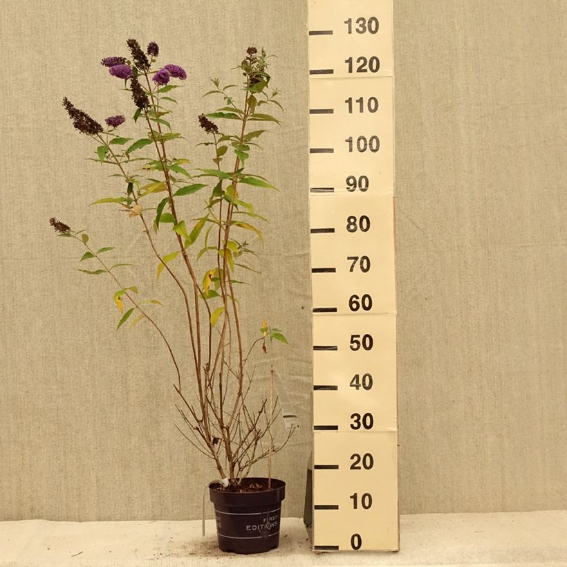 Exemplaar van Vlinderstruik Psychedelic Sky - Buddleja davidii Pot van 2 l/3 l zoals geleverd in de zomer
