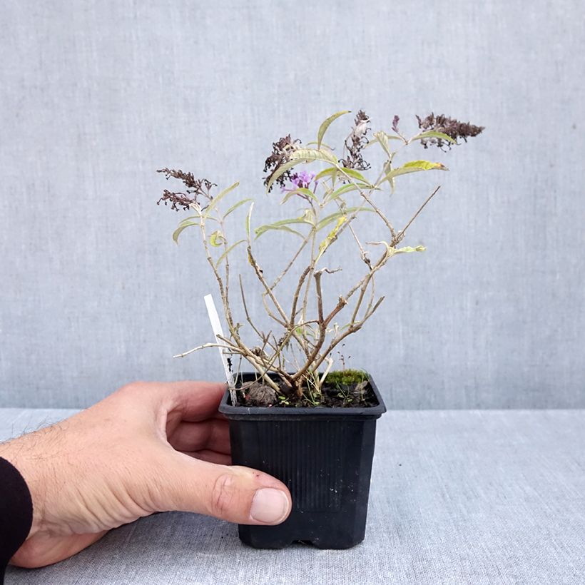 Exemplaar van Vlinderstruik Wisteria Lane - Buddleja davidii Kweekpotje van 8/9 cm zoals geleverd in de herfst