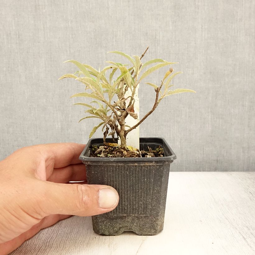 Exemplaar van Vlinderstruik Wisteria Lane - Buddleja davidii Kweekpotje van 8/9 cm zoals geleverd in de zomer