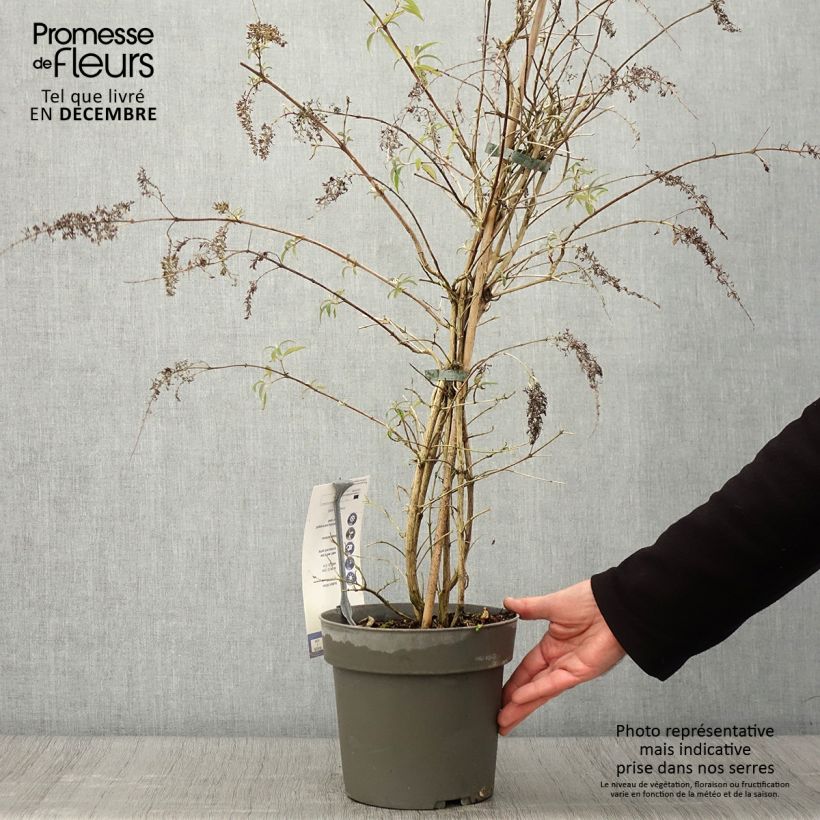 Exemplaar van Vlinderstruik Wisteria Lane - Buddleja davidii Pot van 3 l/4 l zoals geleverd in de herfst