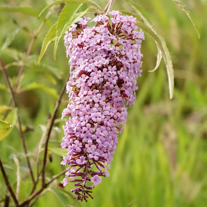 Vlinderstruik Wisteria Lane - Buddleja davidii (Bloei)