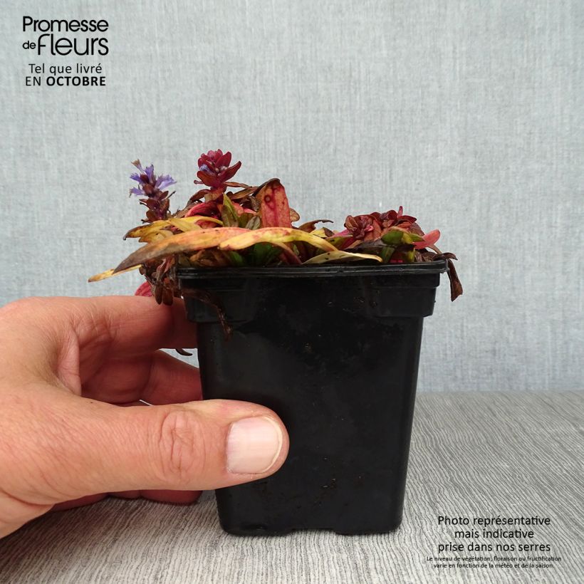 Exemplaar van Ajuga reptans Atropurpurea - Kruipend zenegroen Kweekpotje van 7/8 cm zoals geleverd in de herfst