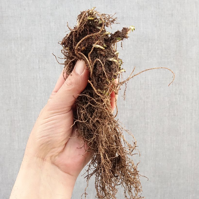 Exemplaar van Ajuga reptans Atropurpurea - Kruipend zenegroen Naakte wortel zoals geleverd in de winter