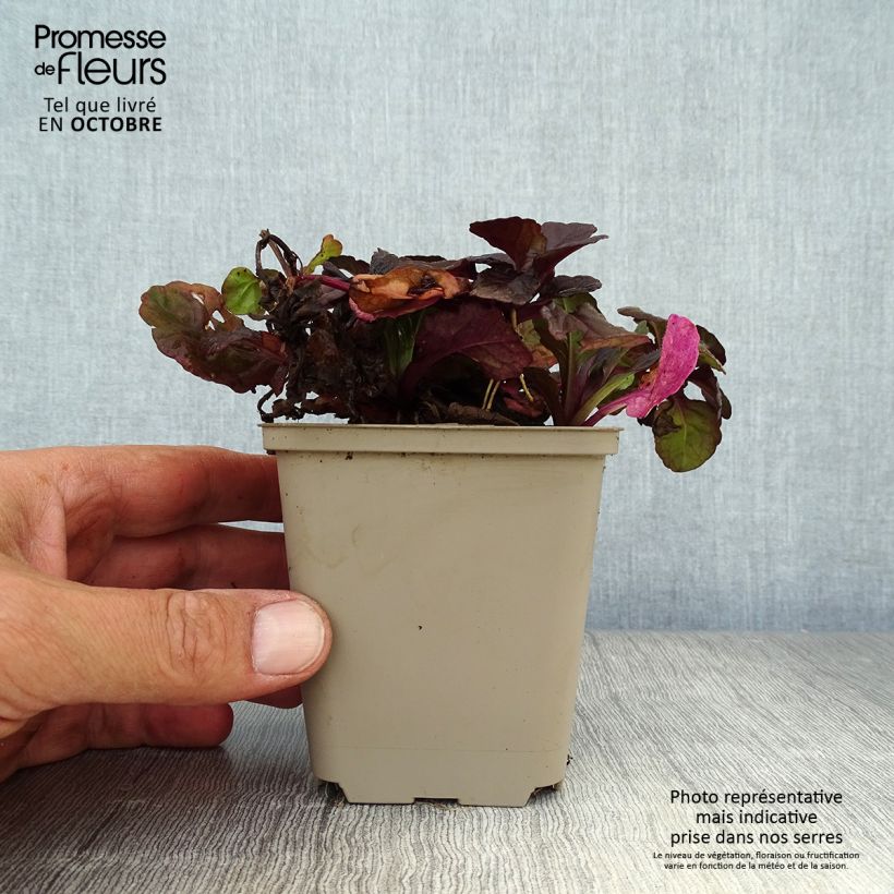 Exemplaar van Ajuga reptans Black Scallop - Kruipend zenegroen Kweekpotje van 8/9 cm zoals geleverd in de herfst