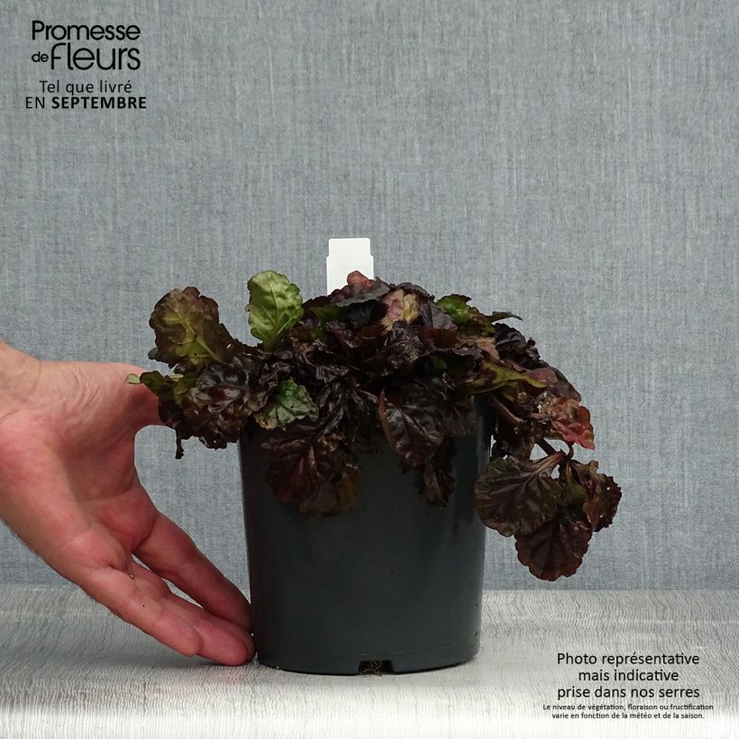 Exemplaar van Ajuga reptans Black Scallop - Kruipend zenegroen Pot van 2 l/3 l zoals geleverd in de zomer
