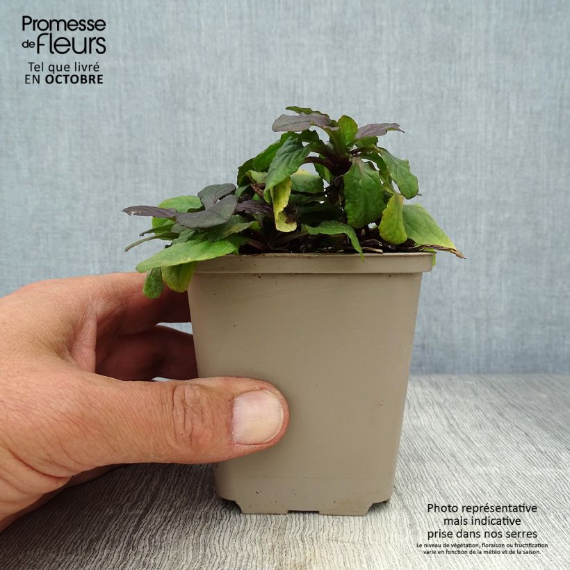 Exemplaar van Ajuga reptans Braunherz - Kruipend zenegroen Kweekpotje van 8/9 cm zoals geleverd in de herfst