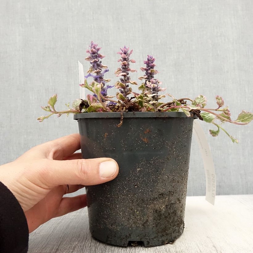 Exemplaar van Ajuga reptans Burgundy Glow - Kruipend zenegroen Pot van 2 l/3 l zoals geleverd in de lente
