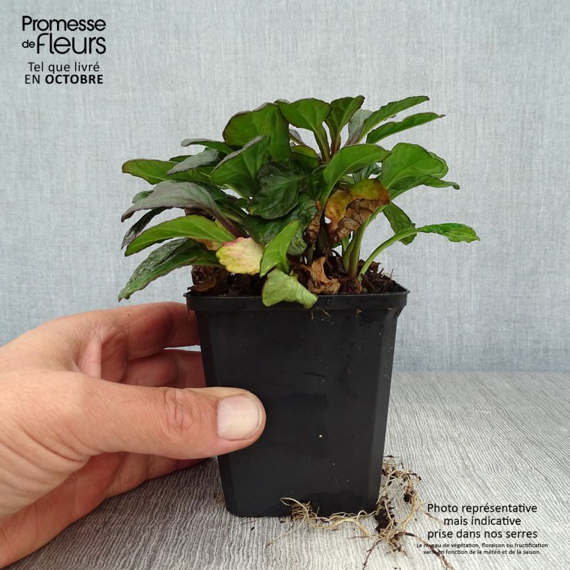 Exemplaar van Ajuga reptans Catlins Giant - Kruipend zenegroen Kweekpotje van 8/9 cm zoals geleverd in de herfst