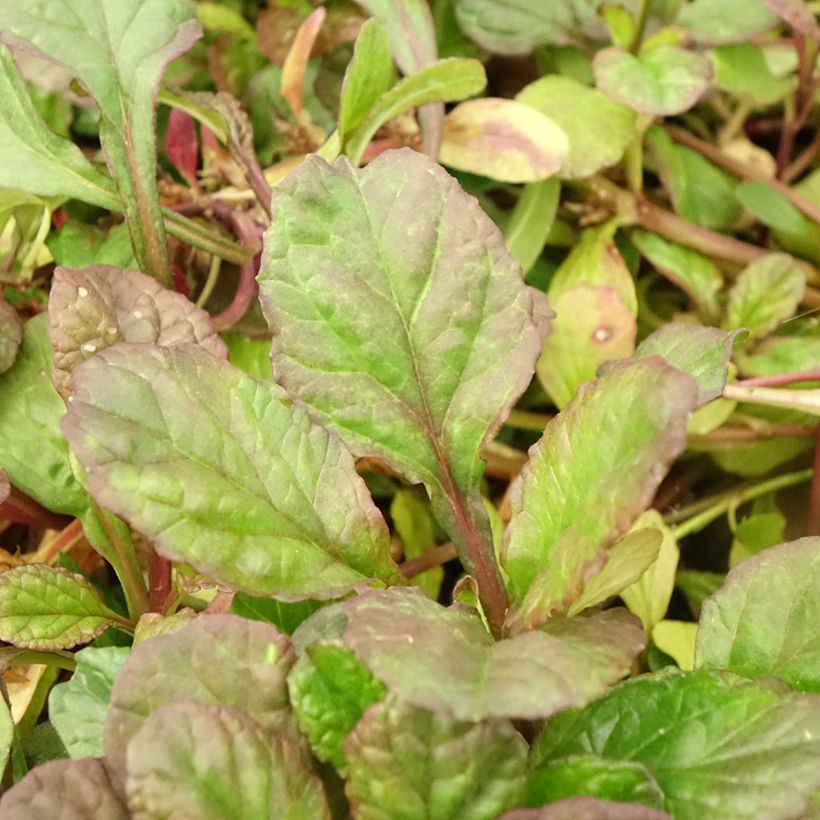 Ajuga reptans Catlins Giant - Kruipend zenegroen (Blad)