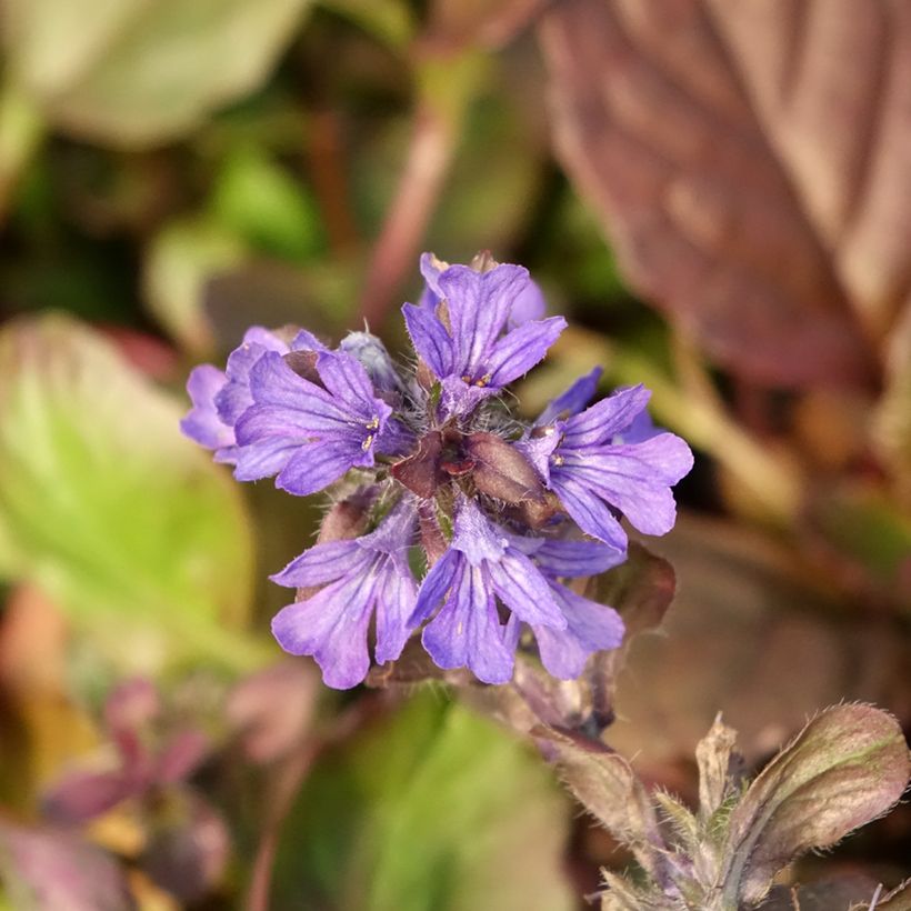 Ajuga reptans Catlins Giant - Kruipend zenegroen (Bloei)